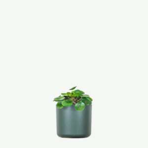 Peperomia Limone e Lime