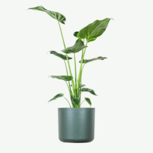 Alocasia Scudo Regale