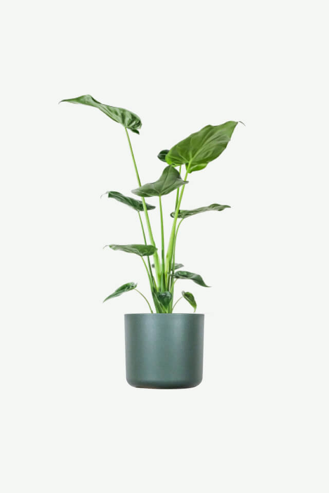 Alocasia Scudo Regale