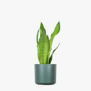 Sansevieria Fiamma Dorata
