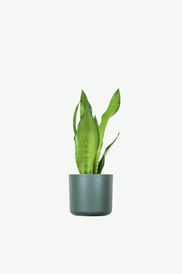 Sansevieria Fiamma Dorata