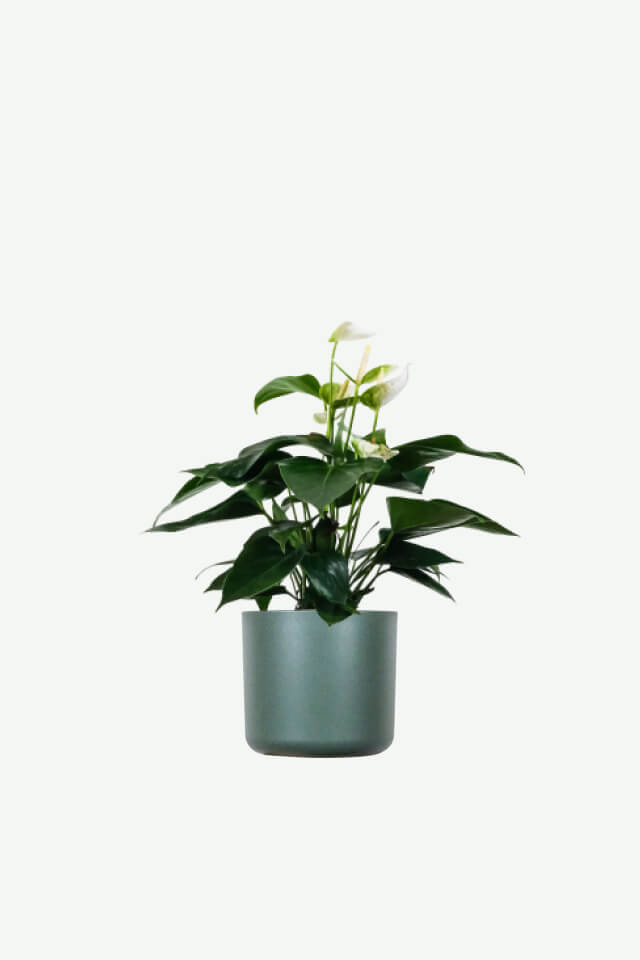 Palo per Pothos dorato