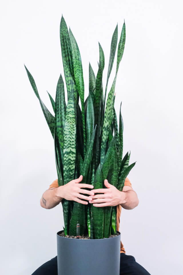 Sansevieria Laurentii - immagine 2