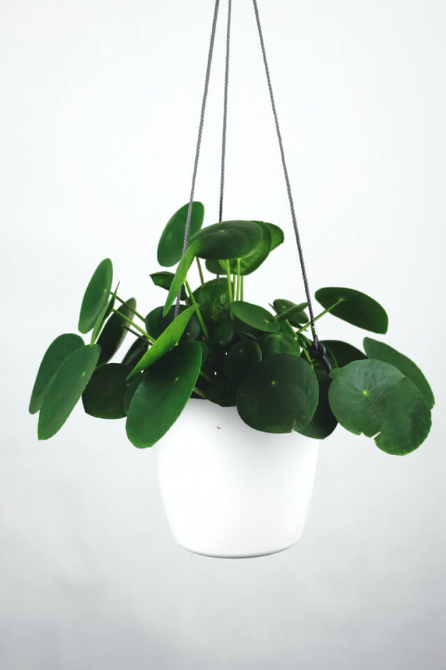 Pilea Peperomioides - immagine 2