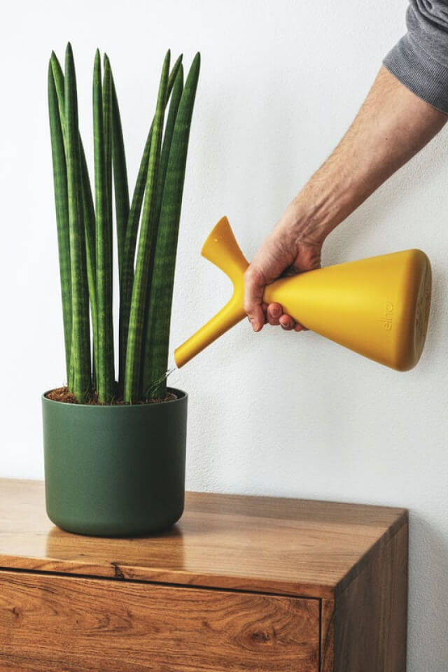 Euphorbia Ingens - immagine 2